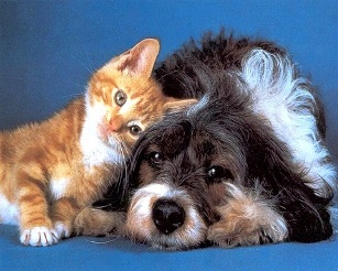 Как приучить кошку и собаку жить дружно