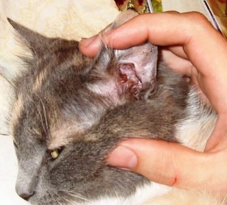 Коричневые корочки в ушах у кошки